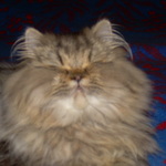 asya0708