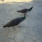 doosija