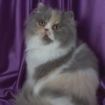 nastya3