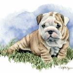 bulldog1969