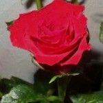 tanya_m