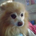 lenane