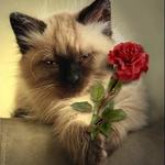 adel4ik_74@mail.ru