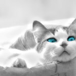 мотик
