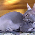 margaritas