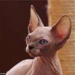 nadin d