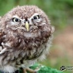 кукиотскуки