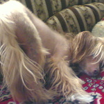besta