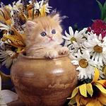 annatel