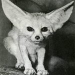 burnfox