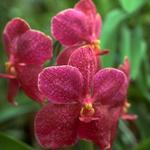 orxideya