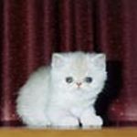 котяшка