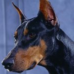 dobermann666