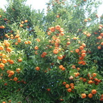 olsik123