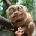 gunika