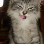 vostrik