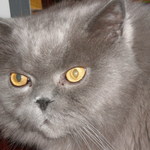 s.vilgauk@mail.ru