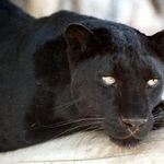 черненькая