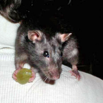 mouse358