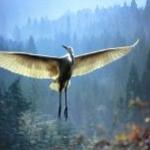 birdie_07