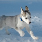 lollo