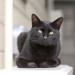 bond_frogy@mail.ru