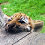 tigra6976