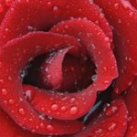 diana01062004