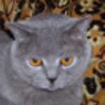 luba5