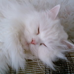 omsk-tomik@mail.ru