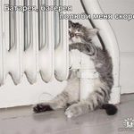 мамця