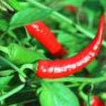 chile pepper
