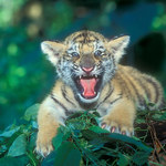 j.tigra