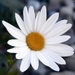 annabi