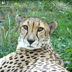 sansanov