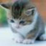 nataly-cat