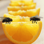 мушки