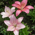 lily_flower