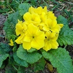 viola_viola