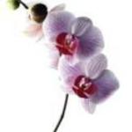 mrazan