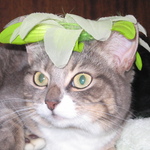 волна