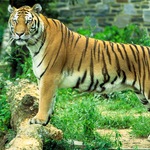 delfins
