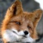 foxysister