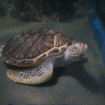 trusilda