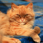 юнела