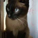 кошка пума