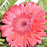 janson