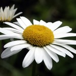 camomilla07