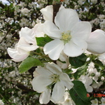 milena-a2005
