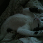 nikusy